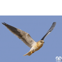 گونه کورکور بال سیاه Black-winged Kite